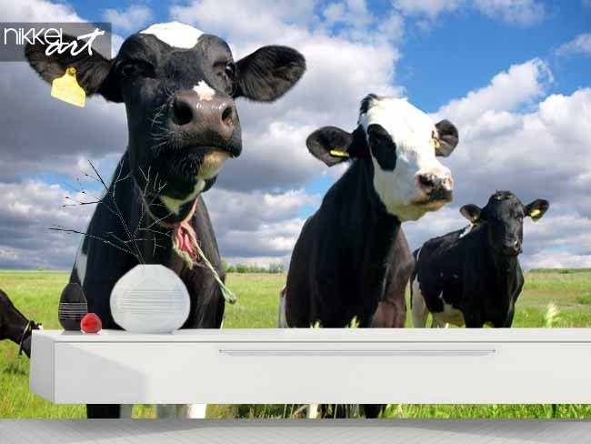 fotobehang koeien