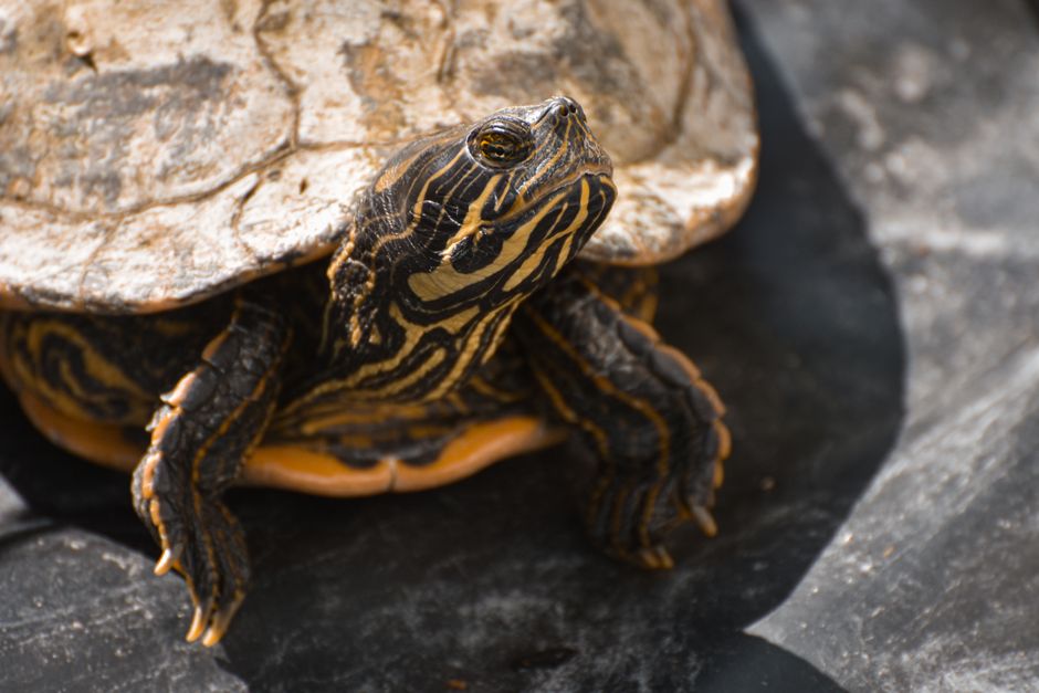 Kinderkamer met schildpad muurstickers en speelgoed.