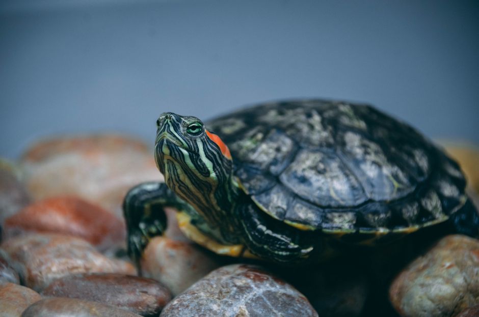Schildpad thema kinderkamer met groene accenten.