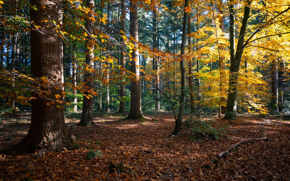Gezellige woonkamer met circadiaanse herfstverlichting.