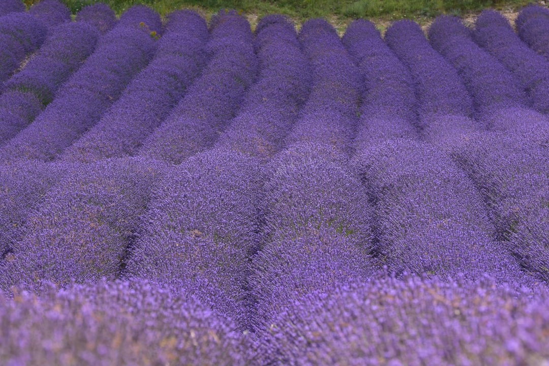 Lavendelplanten in stijlvolle terracotta potten.