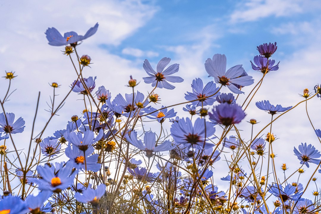 Blauwe overgordijnen met kleurrijke herfstbloemen.