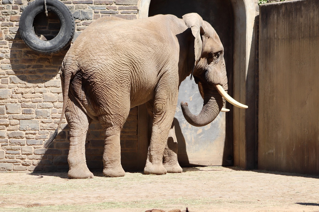 Gezellige zithoek met leeuw en olifant posters.
